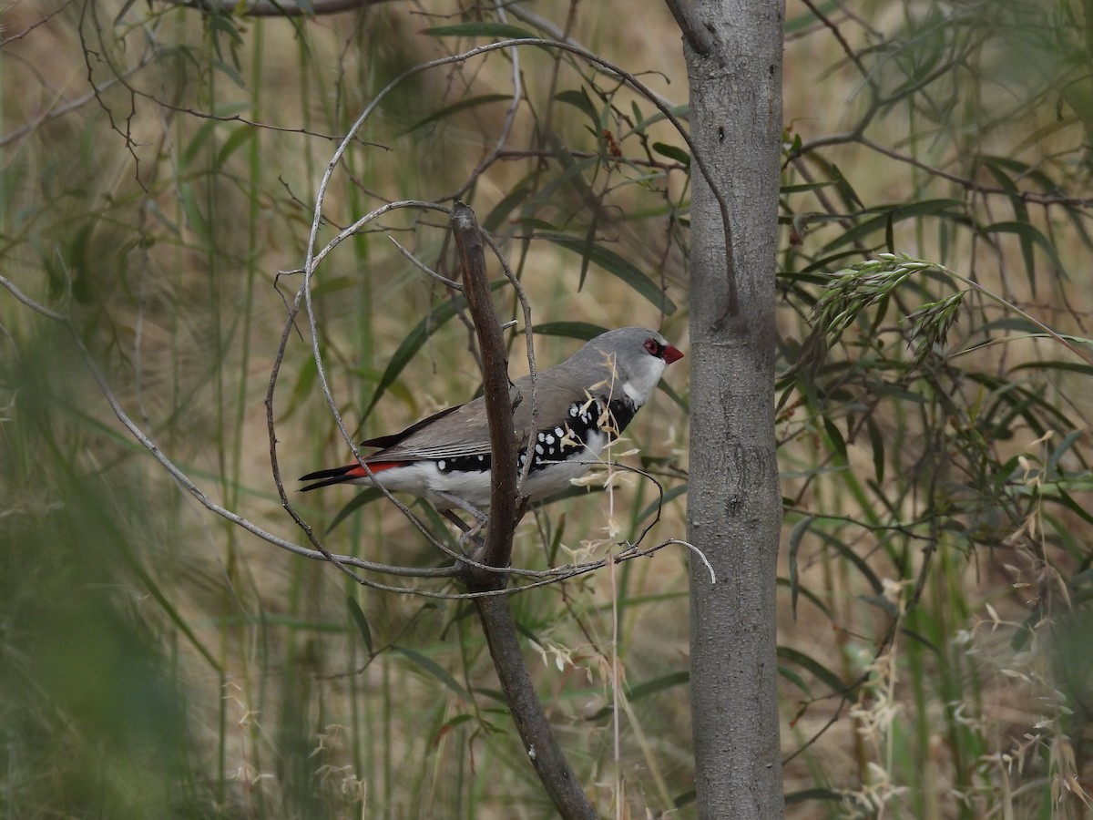 Diamond Firetail - ML645700325
