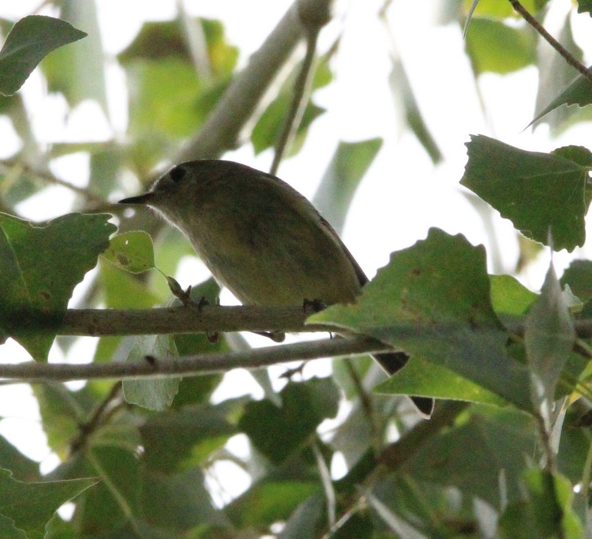 Ruby-crowned Kinglet - ML645700326