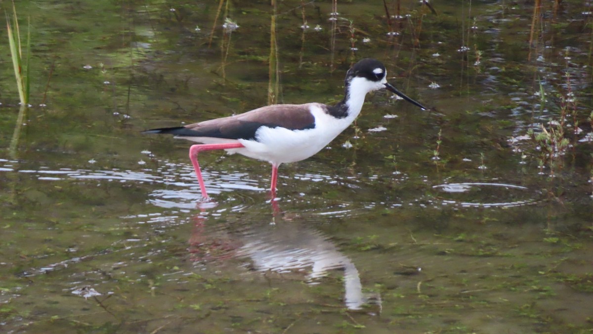 Black-necked Stilt - ML645700327