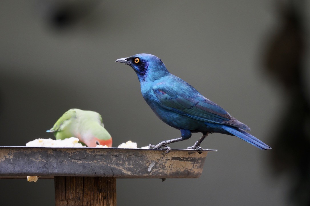 Cape Starling - ML645700329