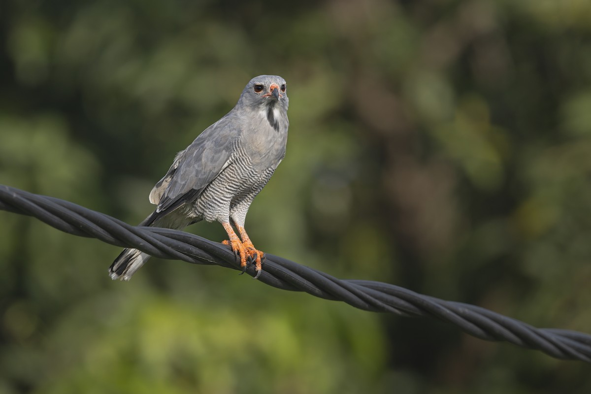 Lizard Buzzard - ML645700330