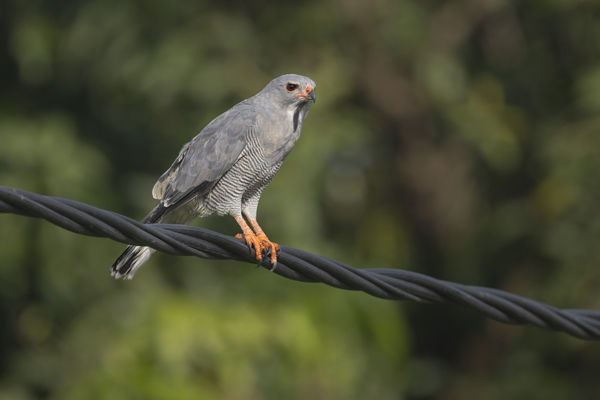 Lizard Buzzard - ML645700331