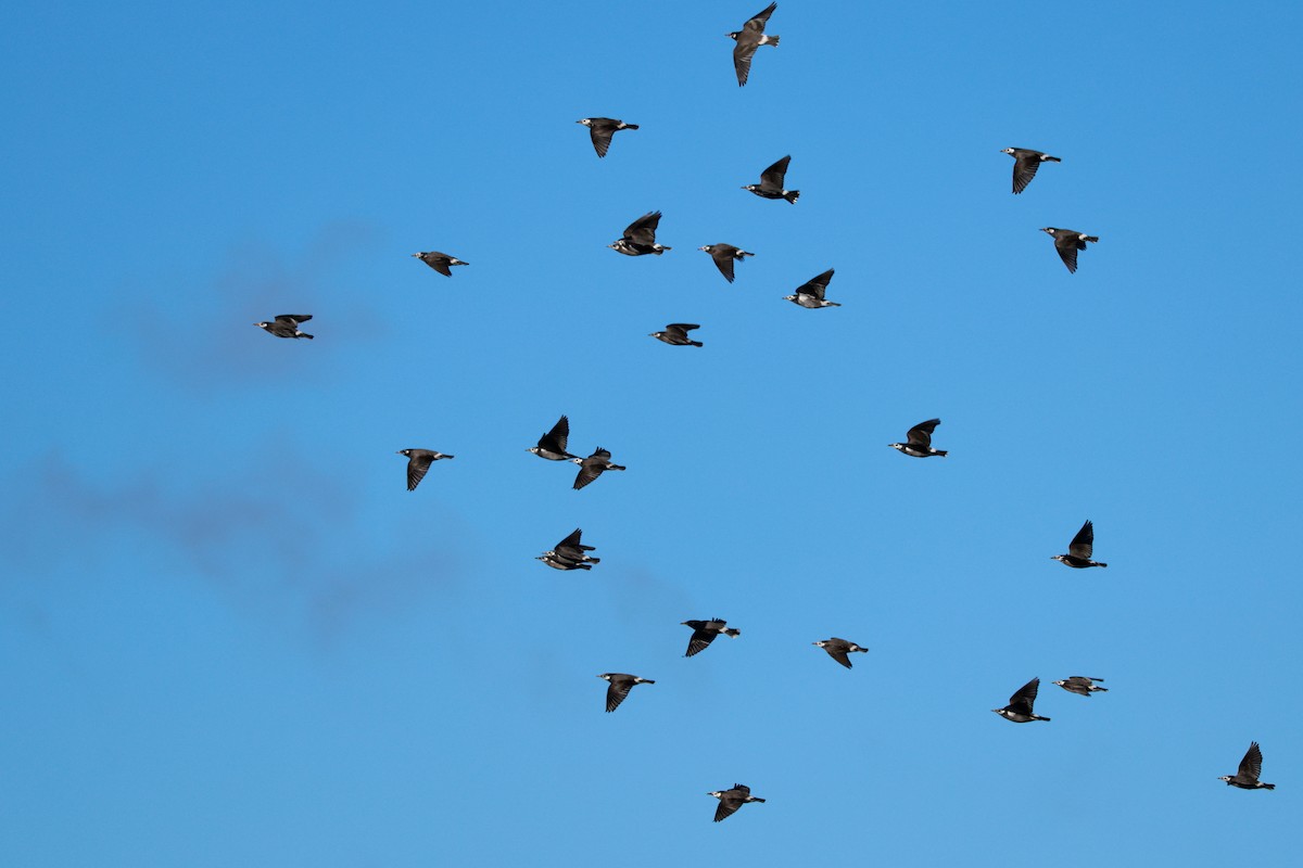 灰椋鳥 - ML645700332