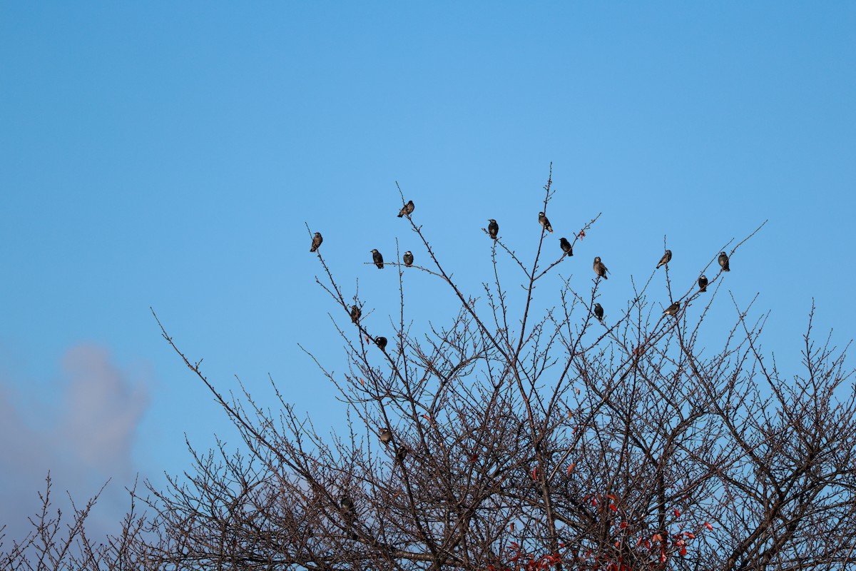 Weißwangenstar - ML645700333