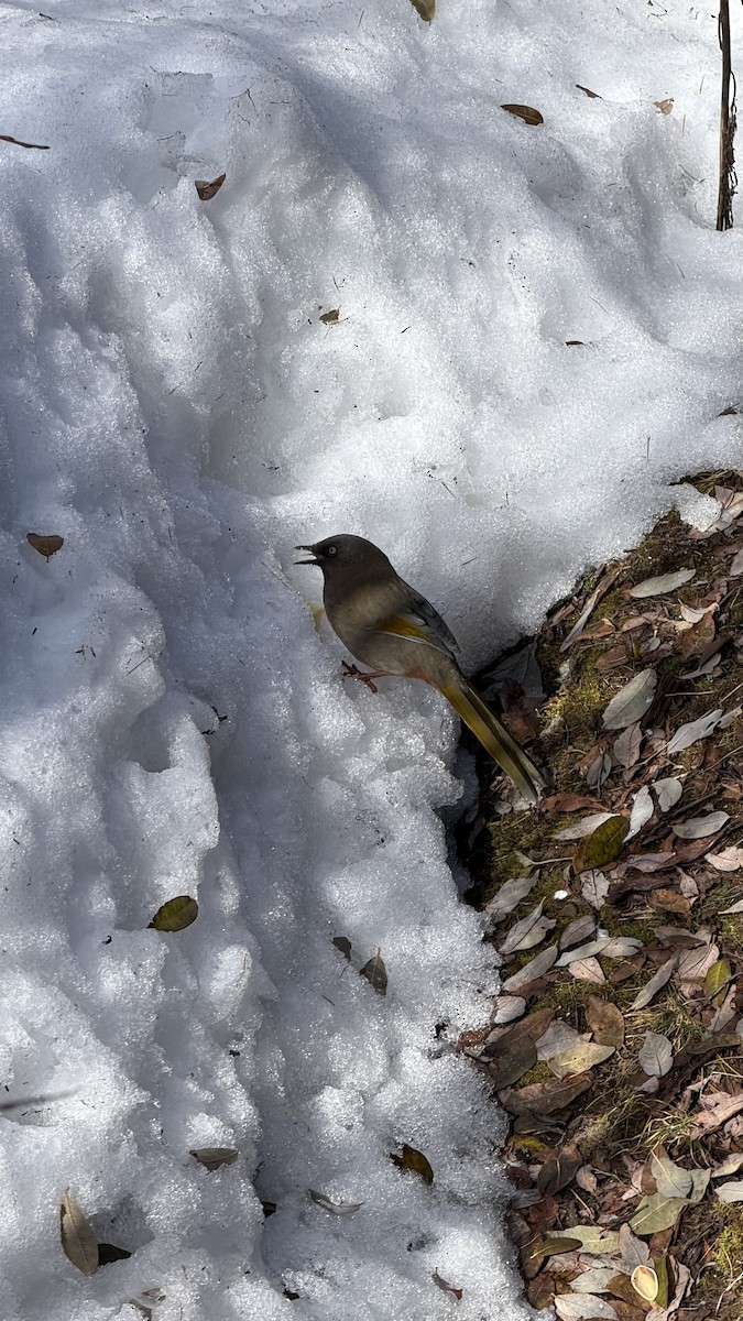 Elliot's Laughingthrush - ML645700334