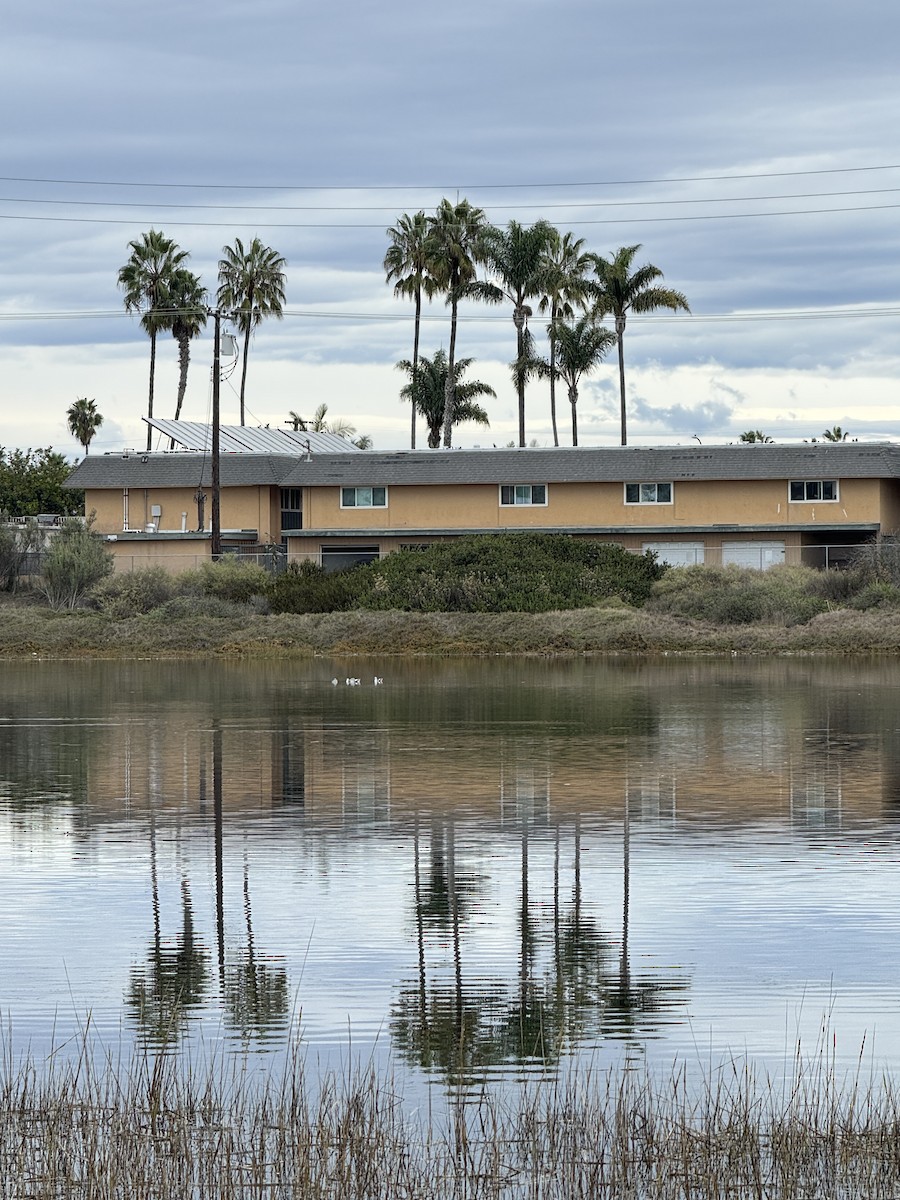 American Avocet - ML645700335