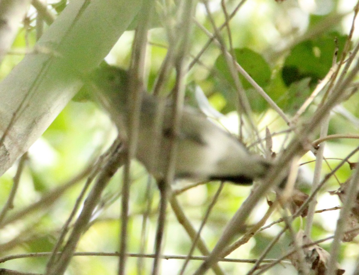 Plumbeous Vireo - ML645700336