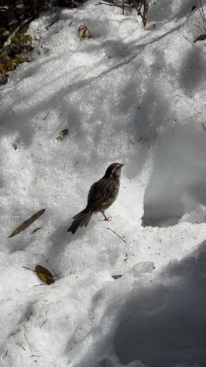 Chinese White-browed Rosefinch - ML645700337