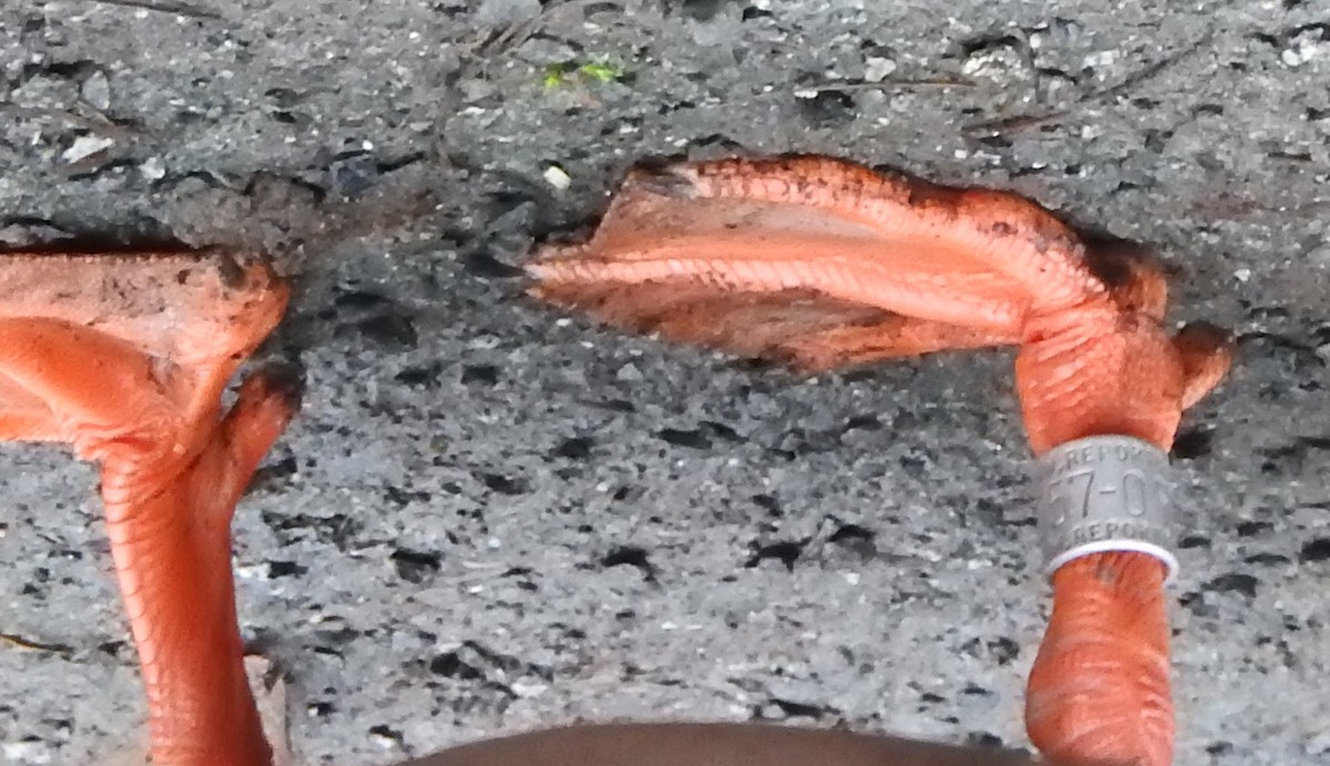 綠頭鴨 - ML645700338