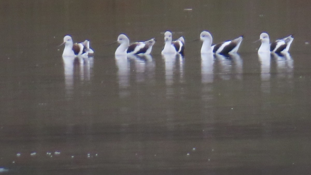 American Avocet - ML645700339