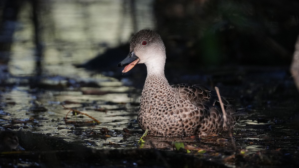 Gray Teal - ML645700340