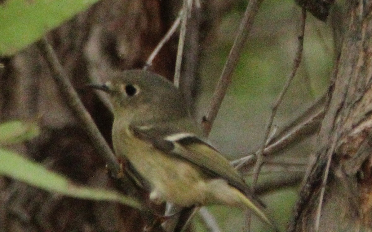 Ruby-crowned Kinglet - ML645700341