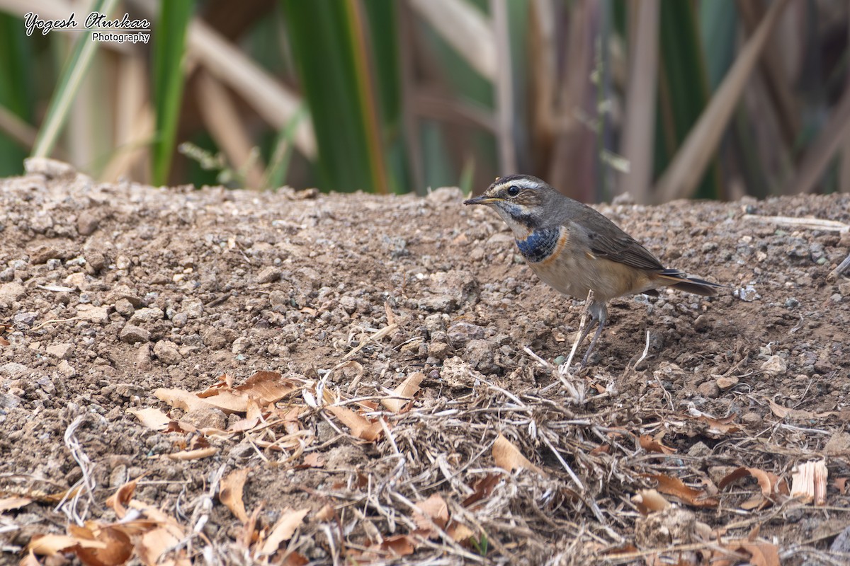 藍喉鴝 - ML645700342