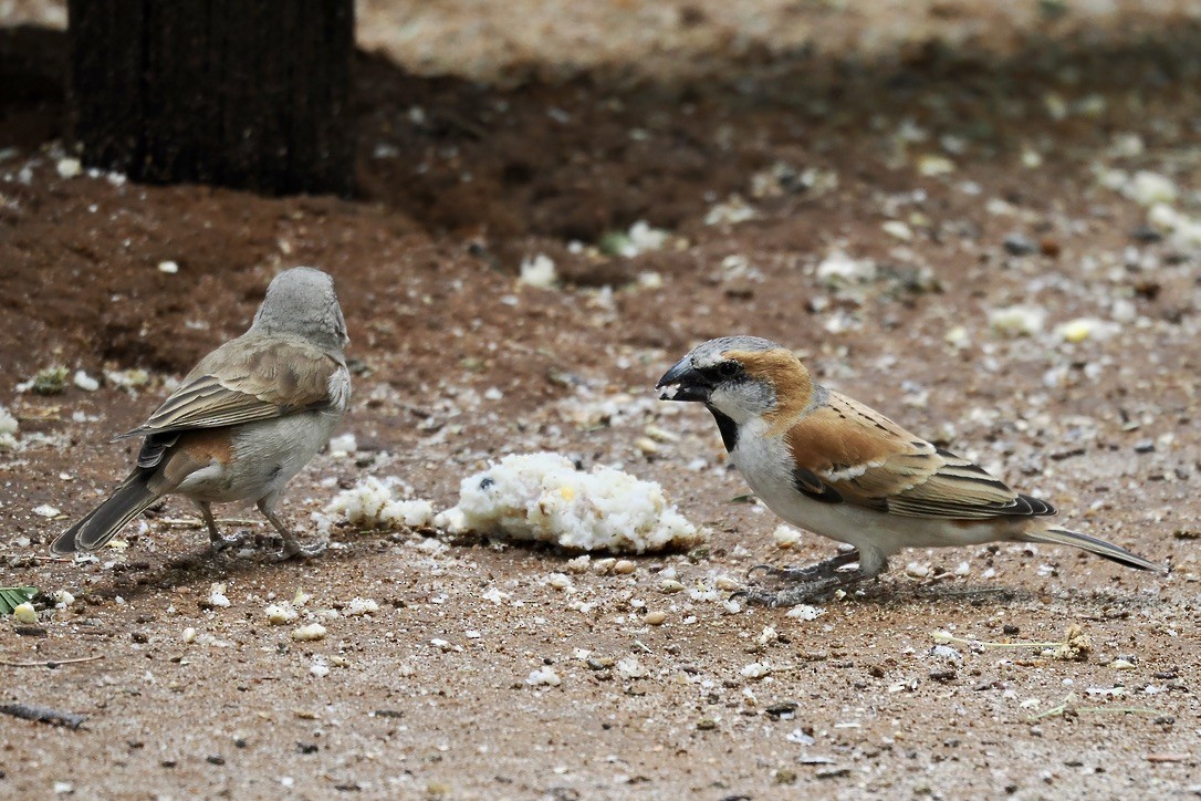 Great Rufous Sparrow - ML645700344
