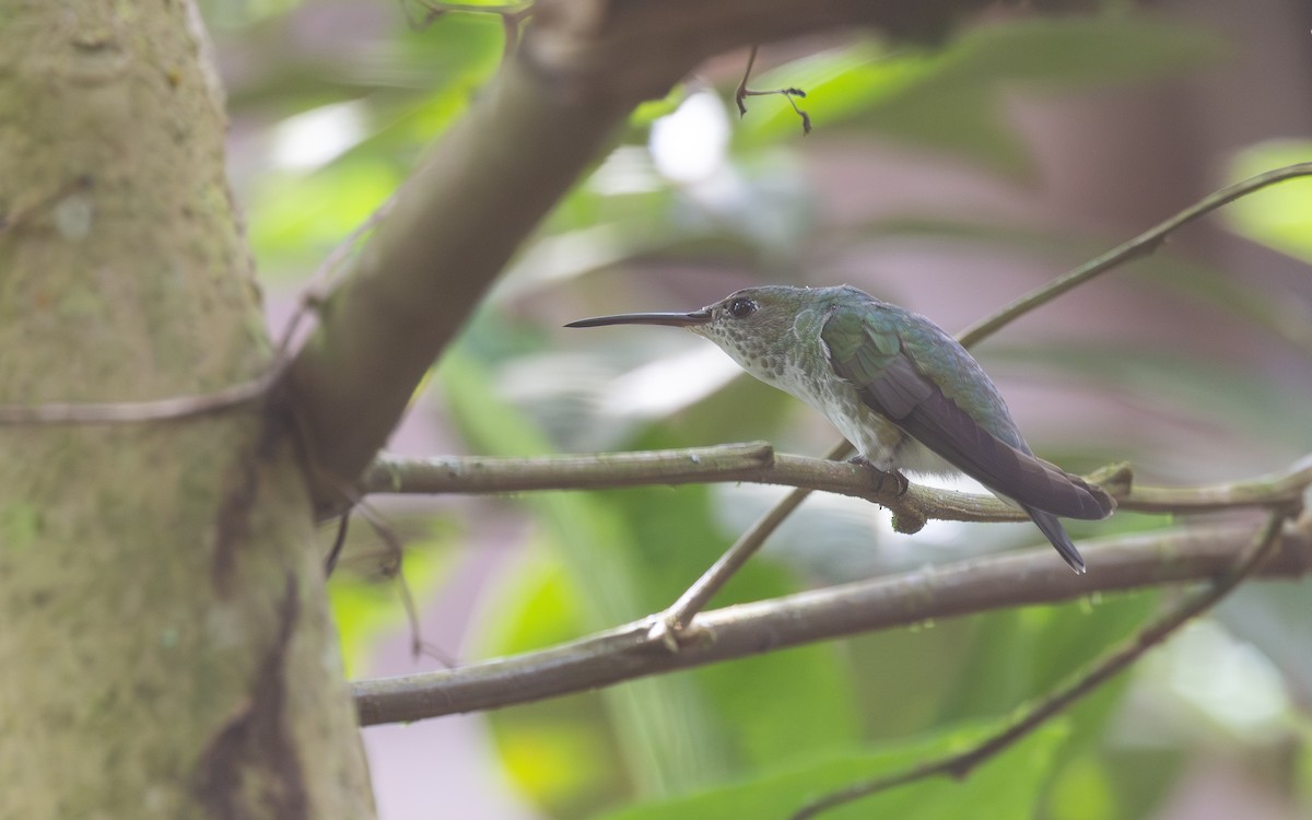 Green-and-white Hummingbird - ML645700345