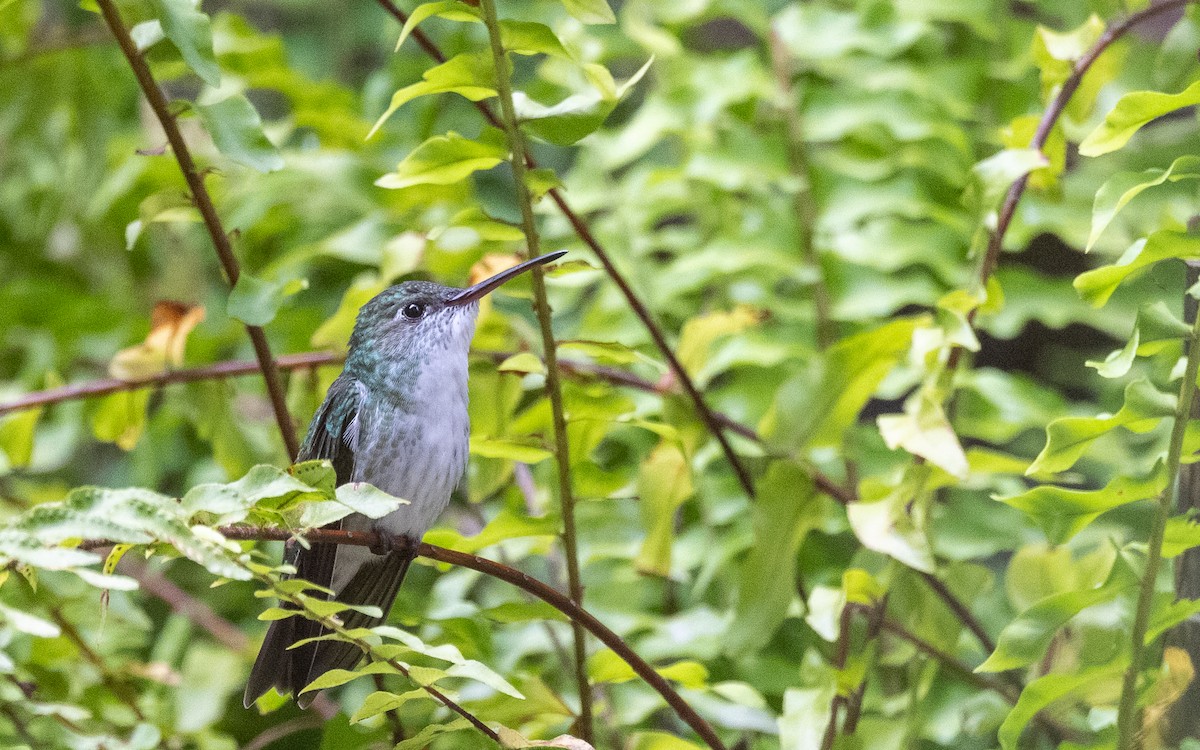 Green-and-white Hummingbird - ML645700347