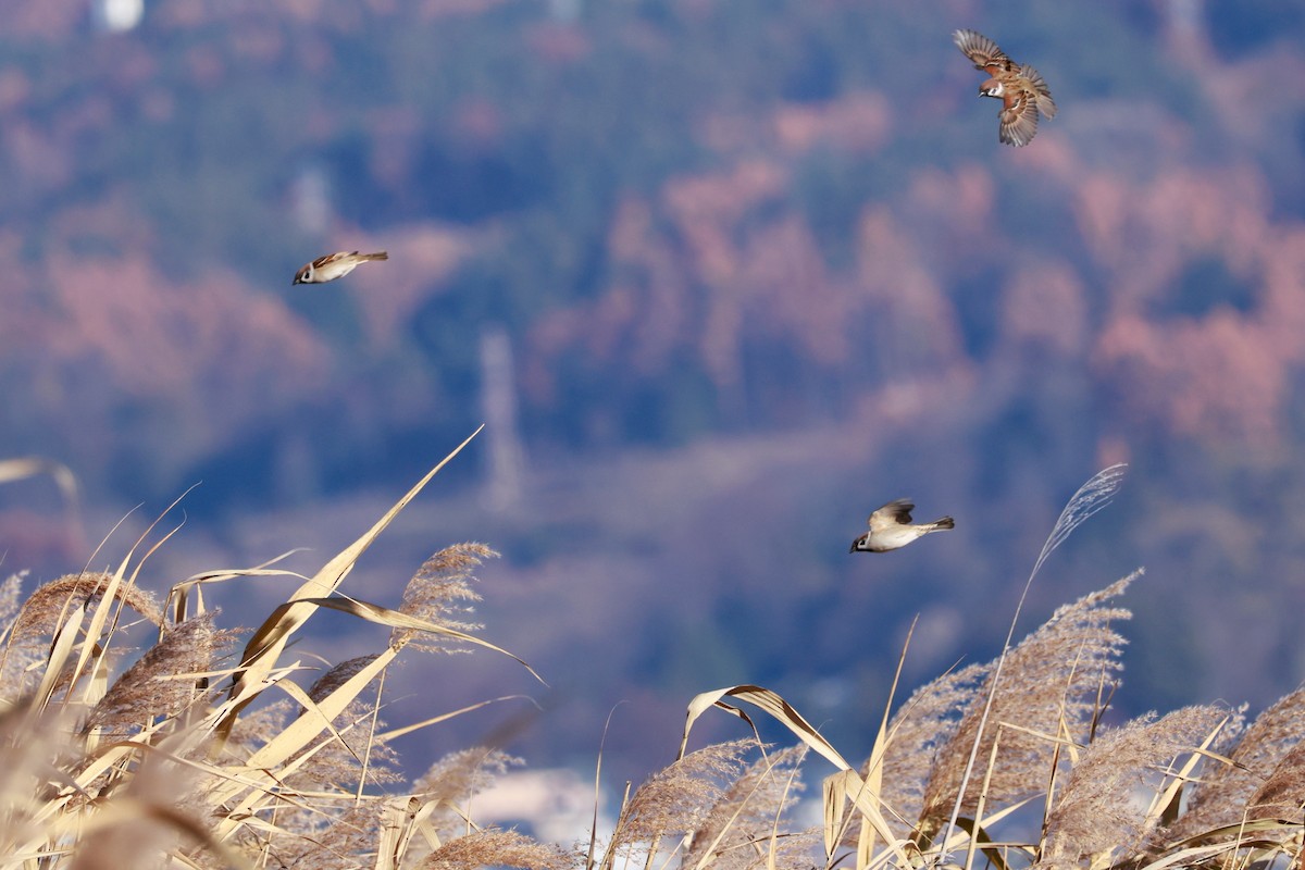 pilfink - ML645700348