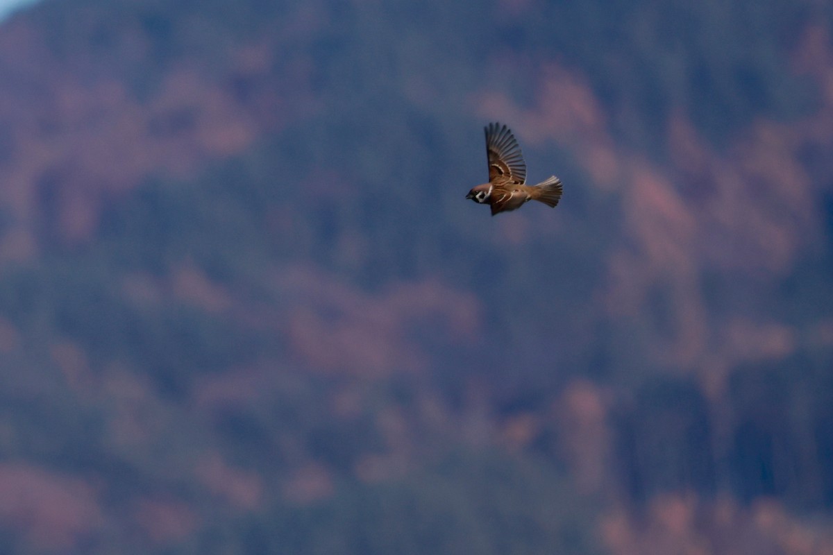 pilfink - ML645700349