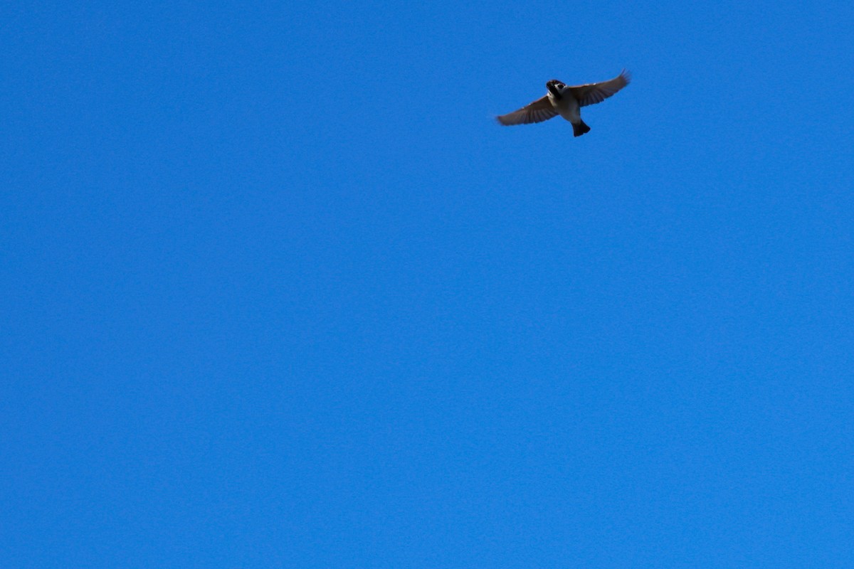 pilfink - ML645700352