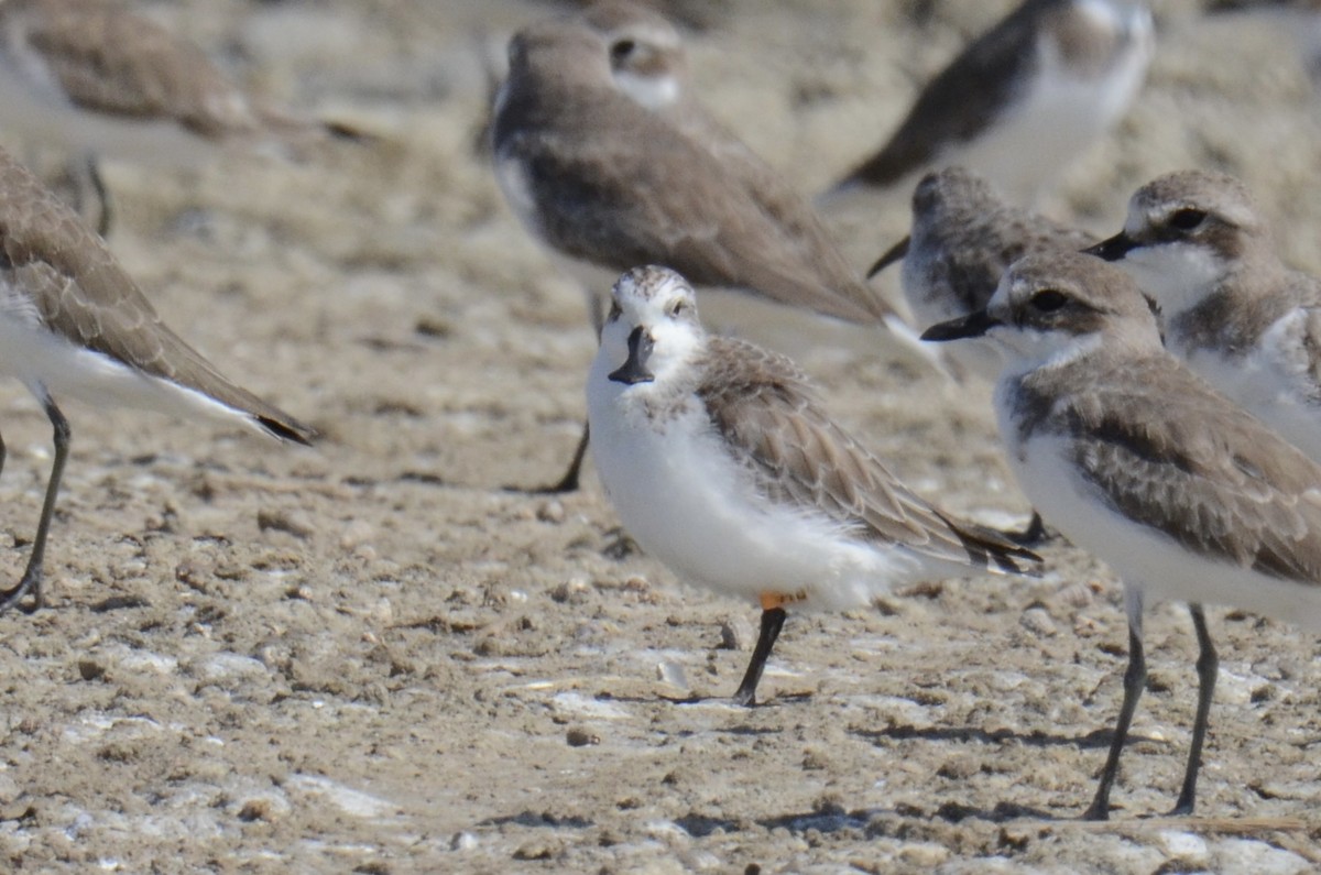 琵嘴鷸 - ML645700353