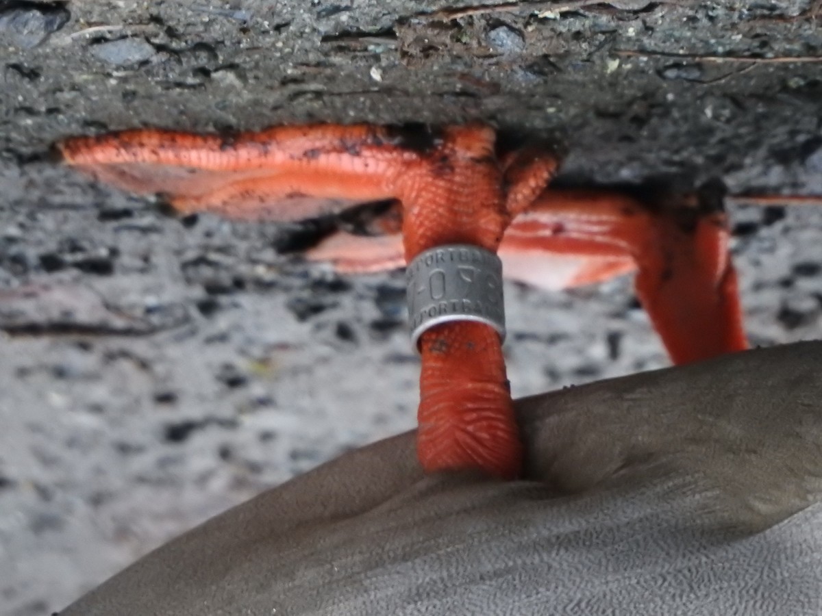 綠頭鴨 - ML645700359