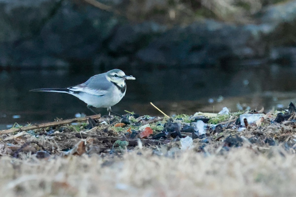 linerle - ML645700398