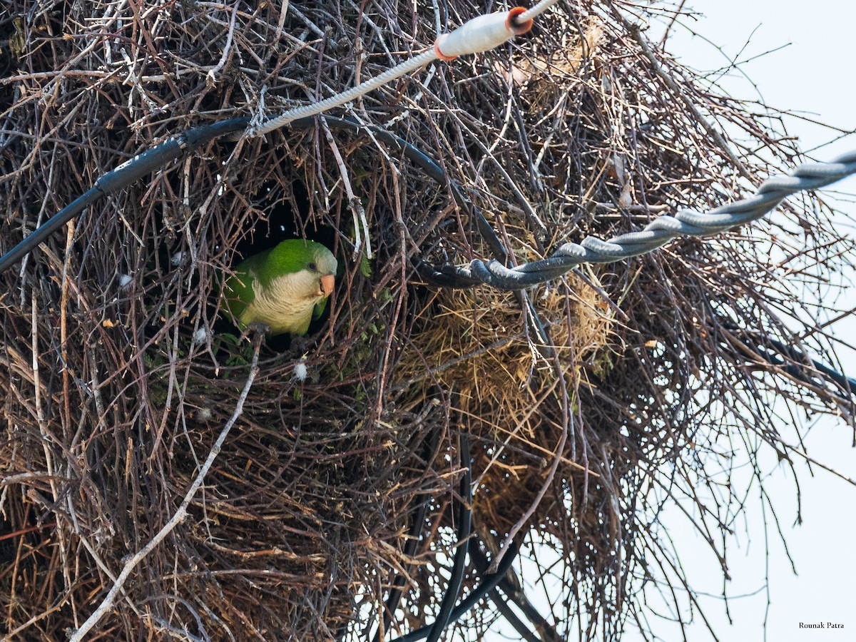 Monk Parakeet - ML645700399