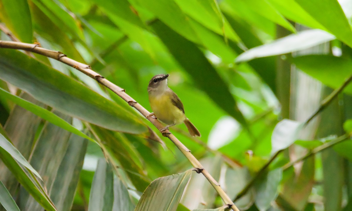 Yellow-bellied Warbler - ML645700417