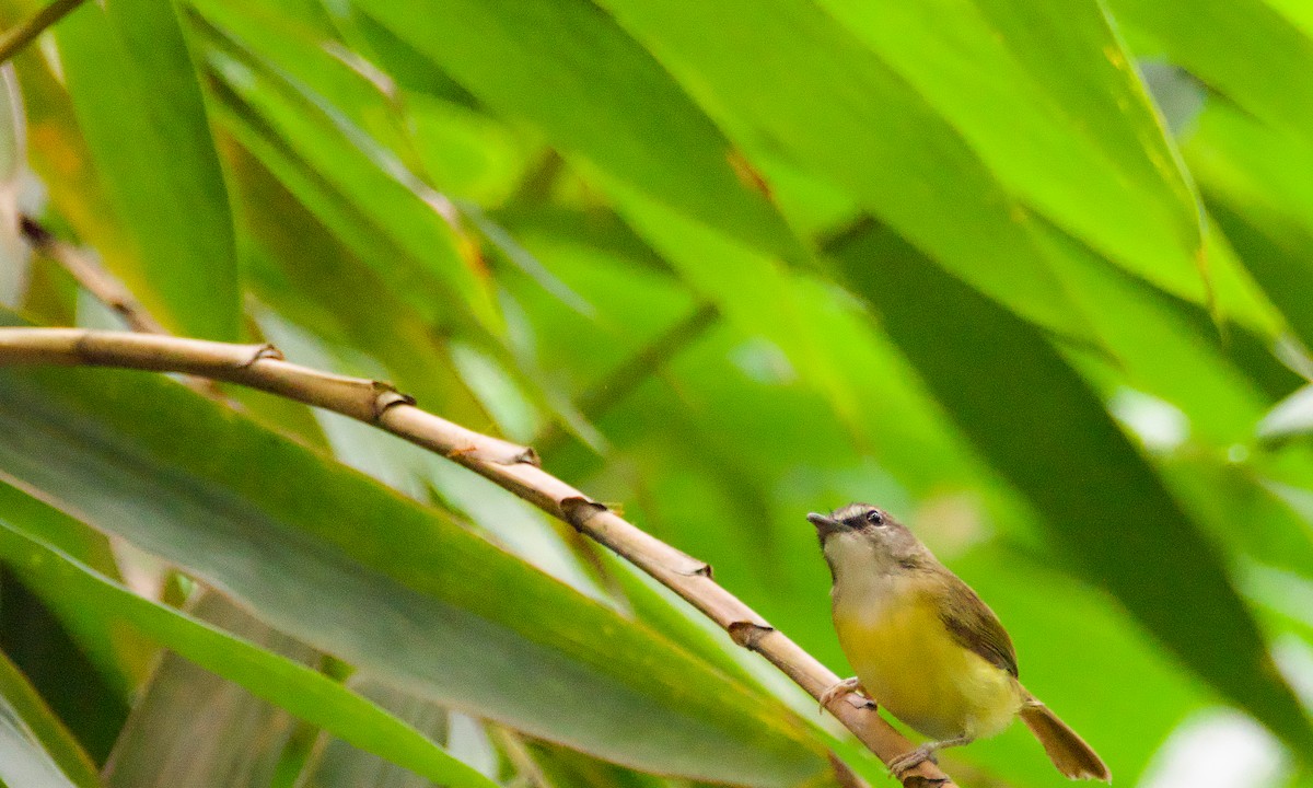 Yellow-bellied Warbler - ML645700418