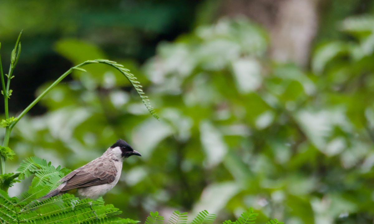 Sooty-headed Bulbul - ML645700423