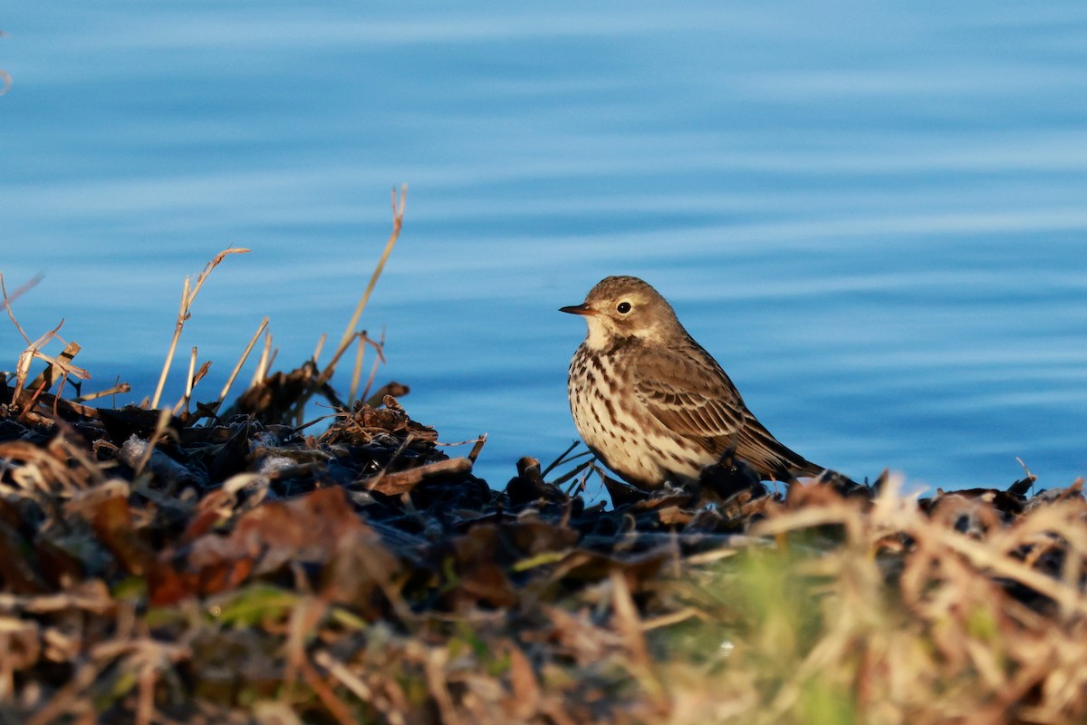 amurpiplerke - ML645700425