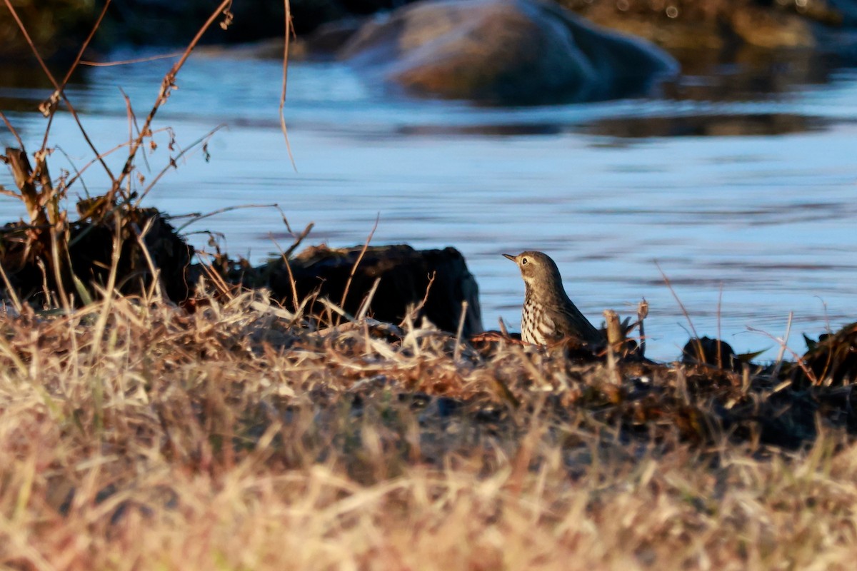 amurpiplerke - ML645700426