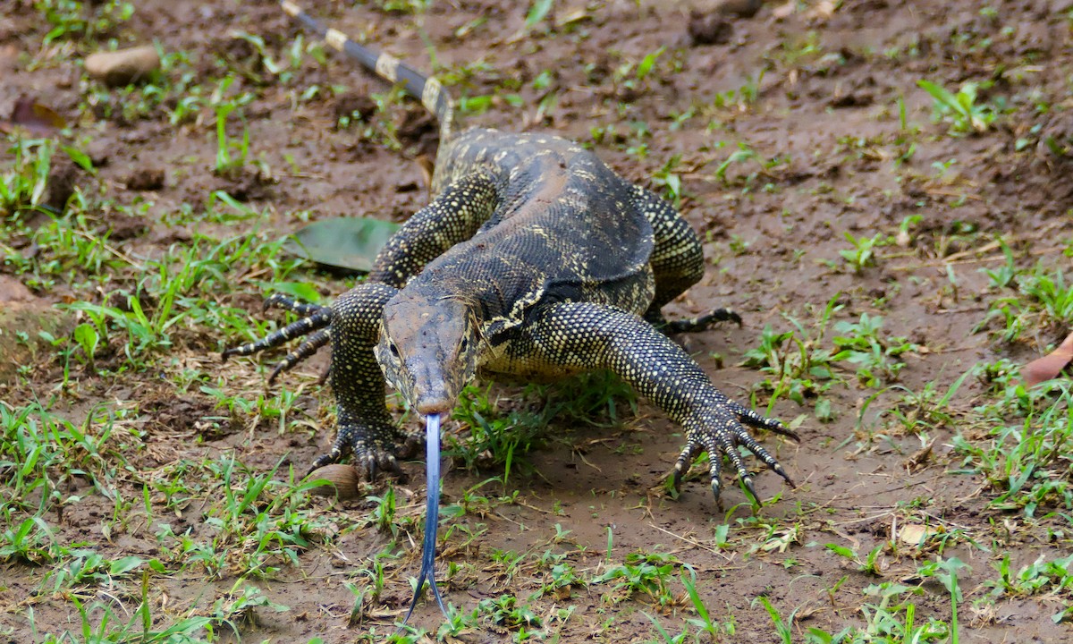 圓鼻巨蜥（大斑亞種） - ML645700427
