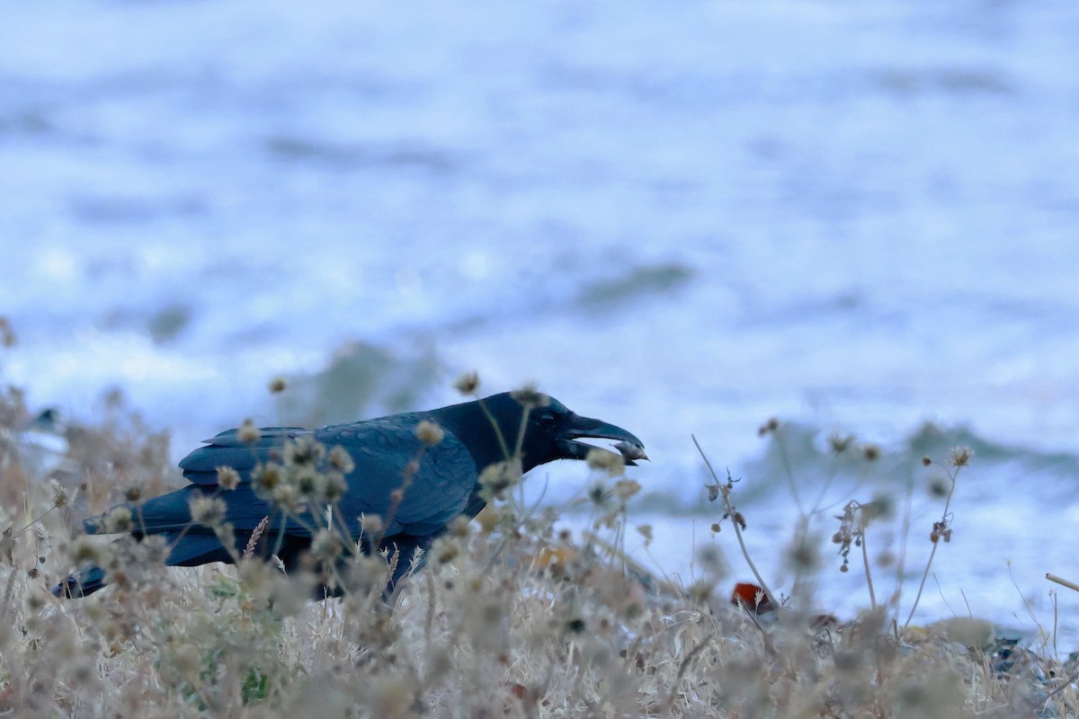 Cornacchia nera - ML645700430