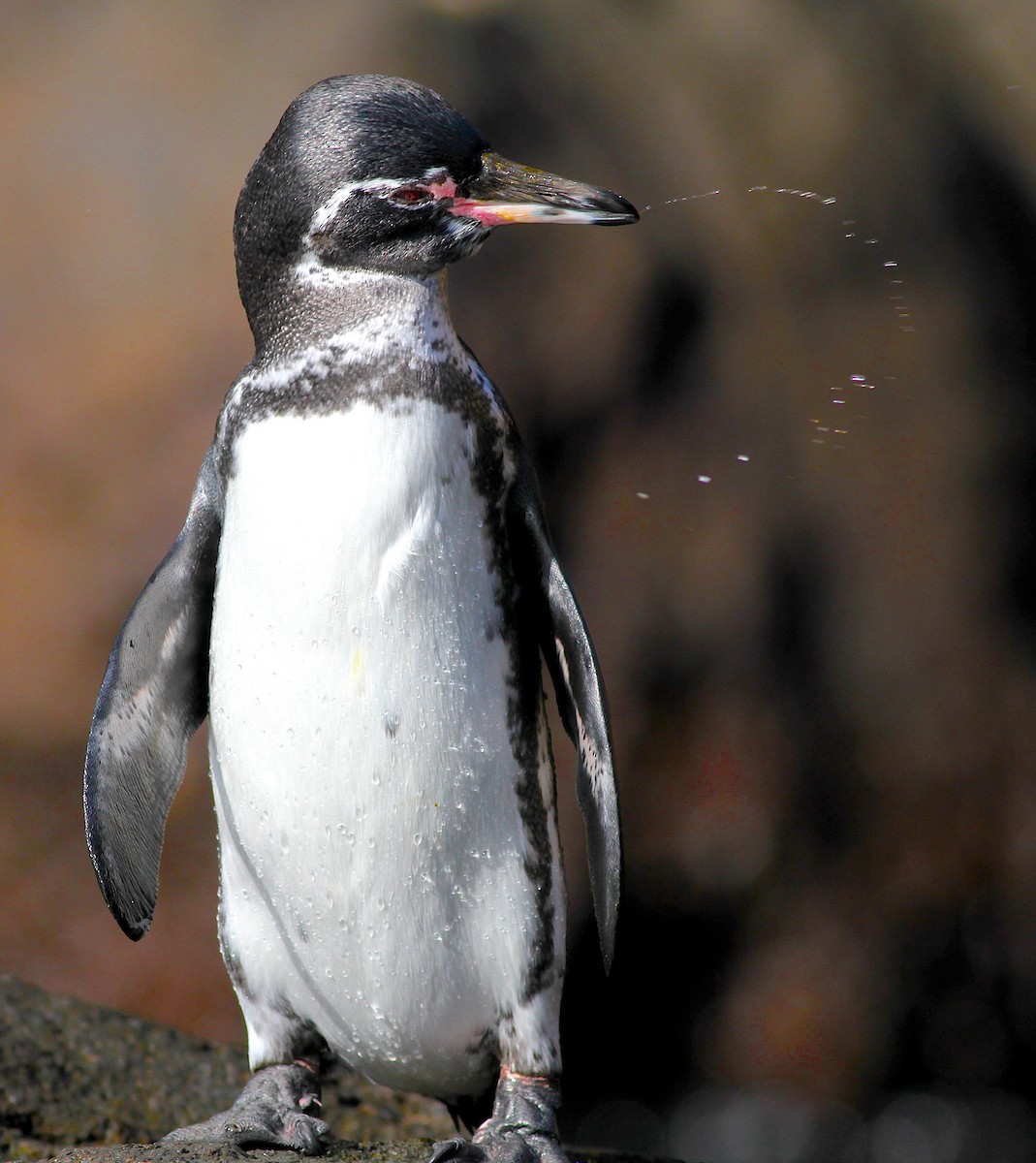 Galapagos Penguin - ML645700431