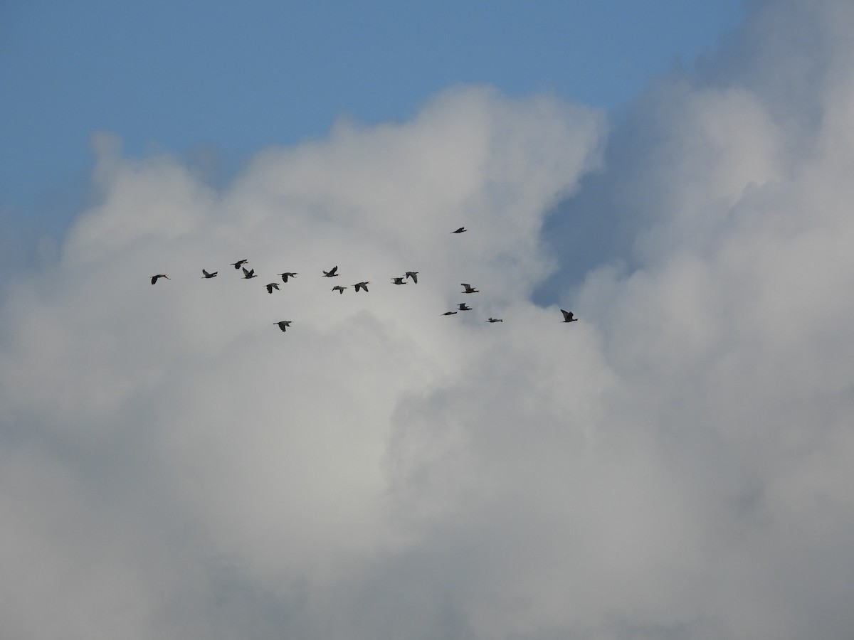 Cormorano - ML645700432