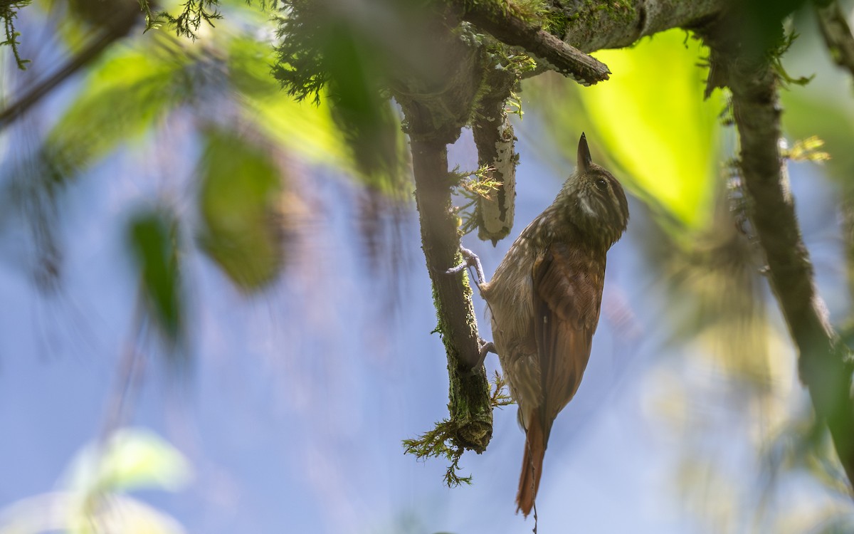 Streaked Xenops - ML645700433