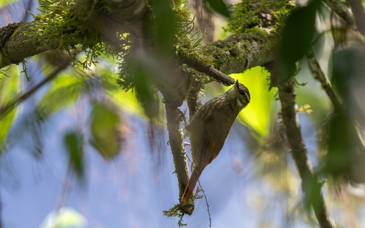 Streaked Xenops - ML645700434