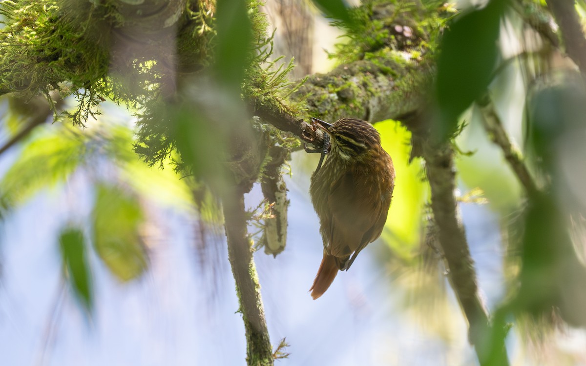 Streaked Xenops - ML645700435