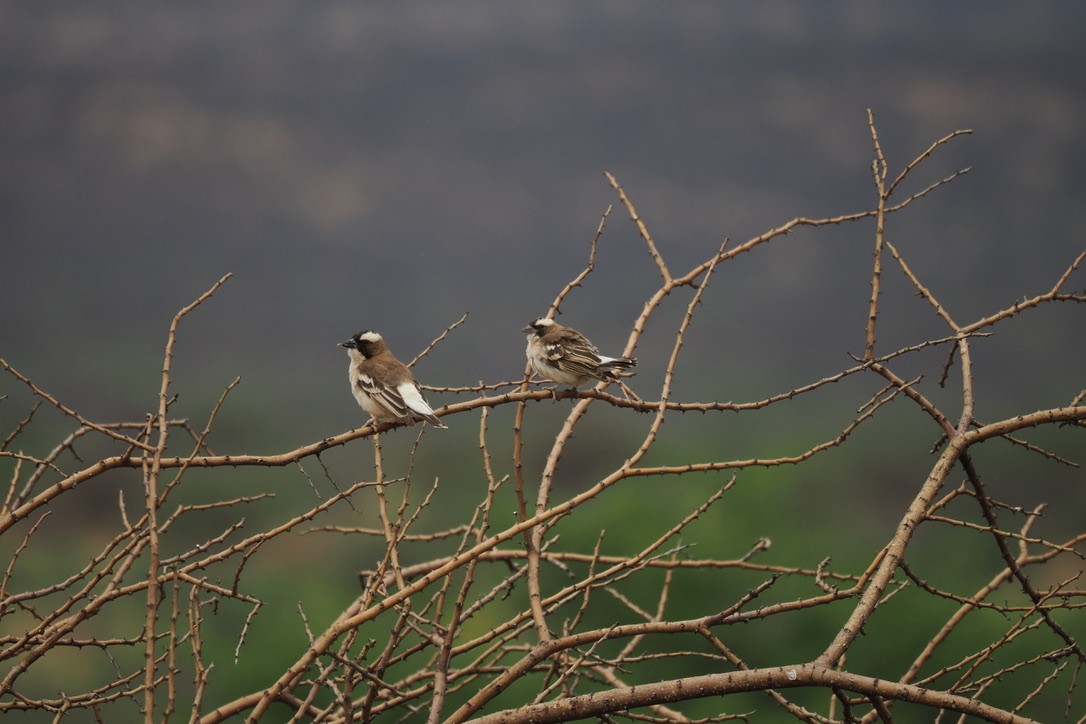 White-browed Sparrow-Weaver - ML645700436