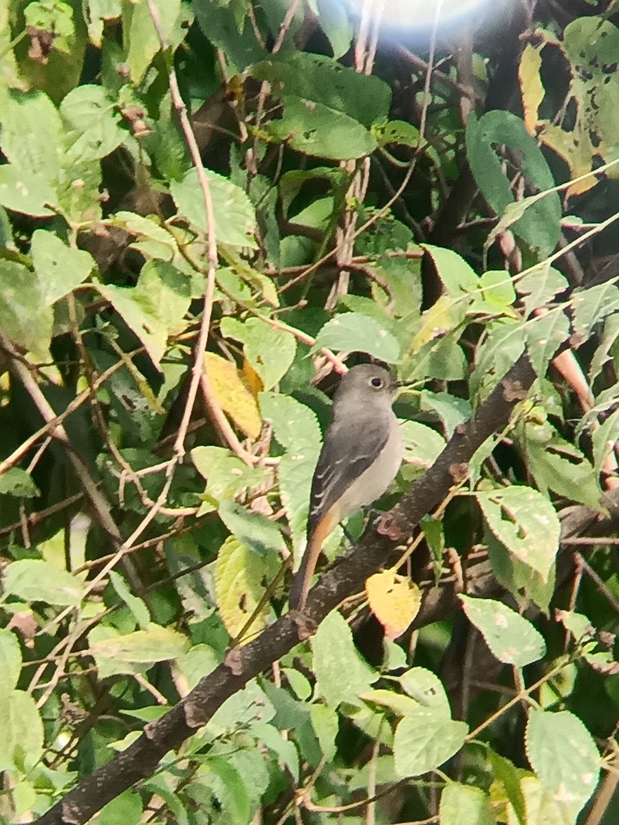 Hodgson's Redstart - ML645700437