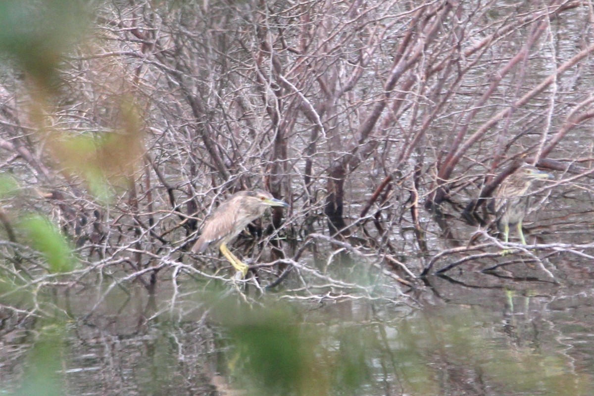 Nitticora - ML645700438