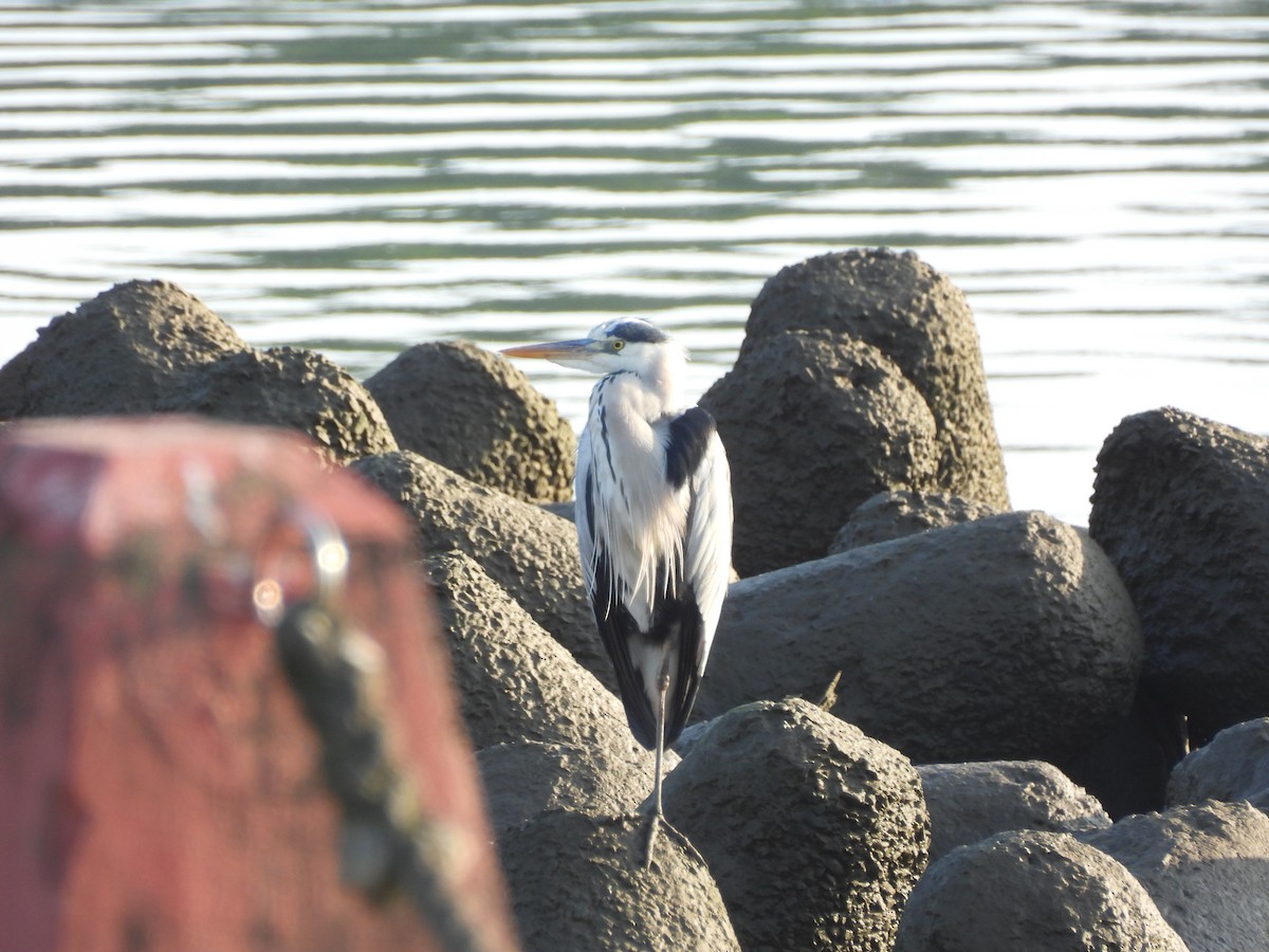 Airone cenerino - ML645700439