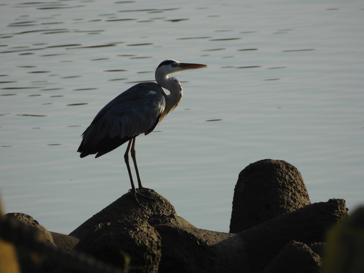 Airone cenerino - ML645700440