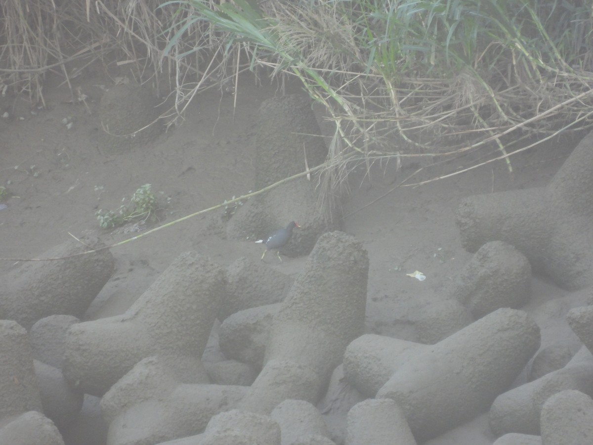 Gallinella d'acqua - ML645700441