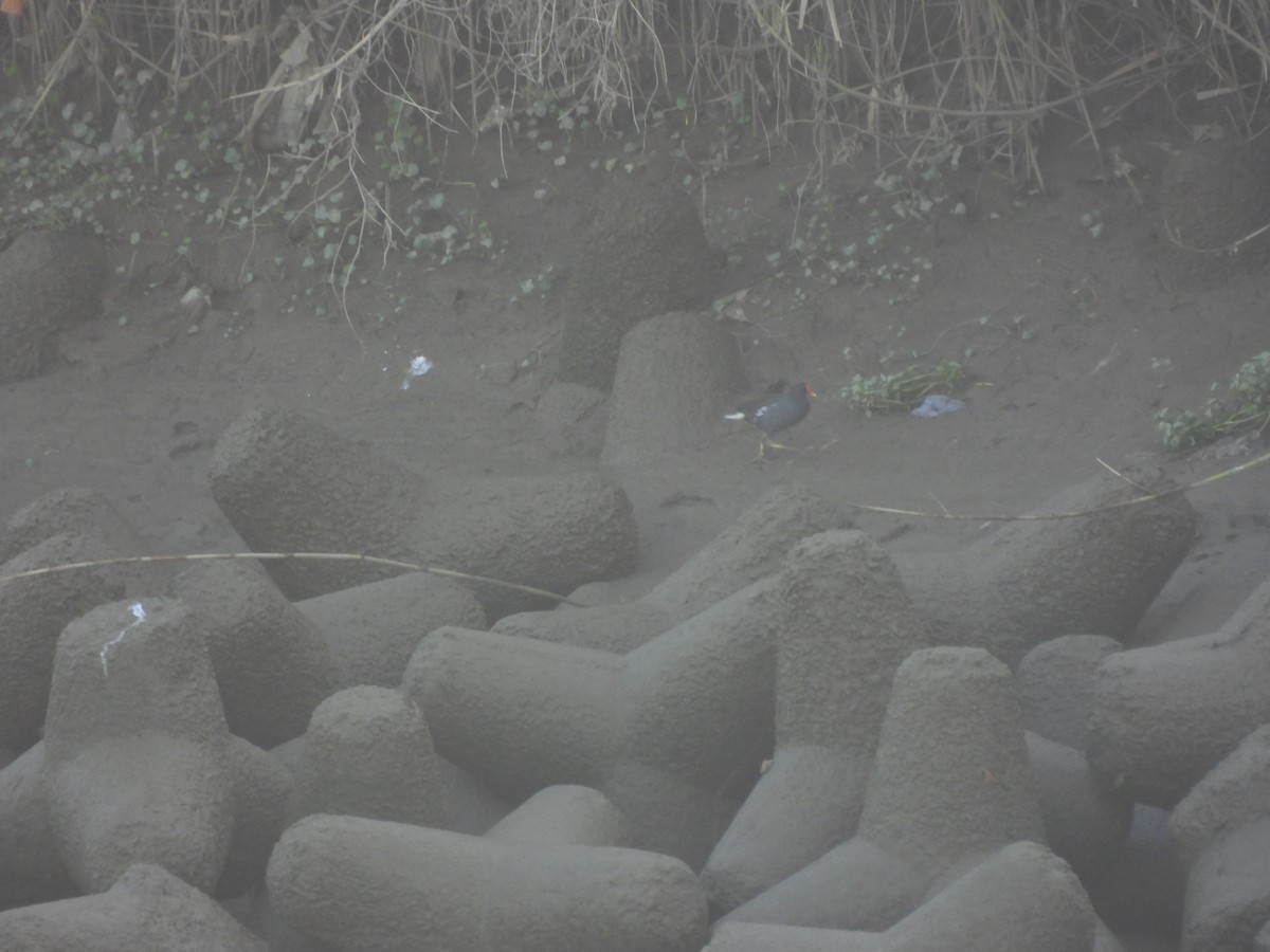 Gallinella d'acqua - ML645700442