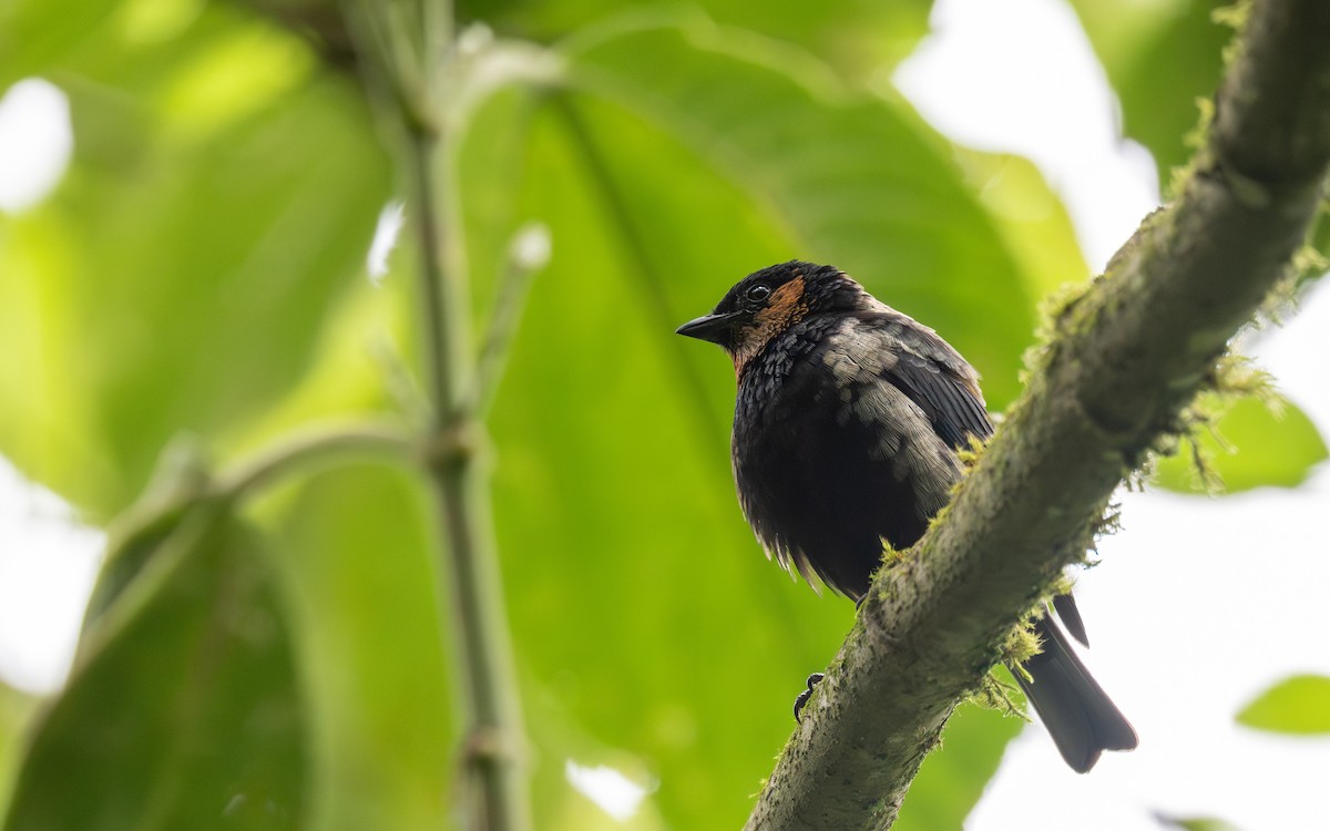 Silvery Tanager - ML645700443