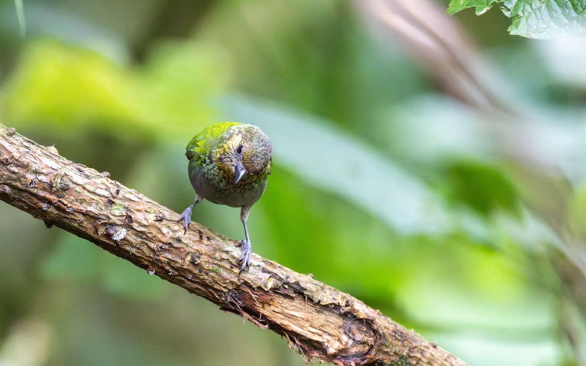 Silvery Tanager - ML645700444