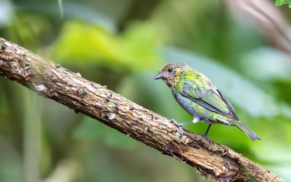 Silvery Tanager - ML645700445