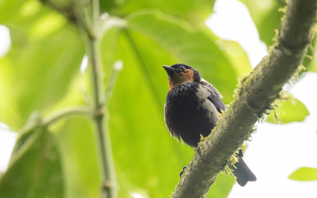 Silvery Tanager - ML645700446